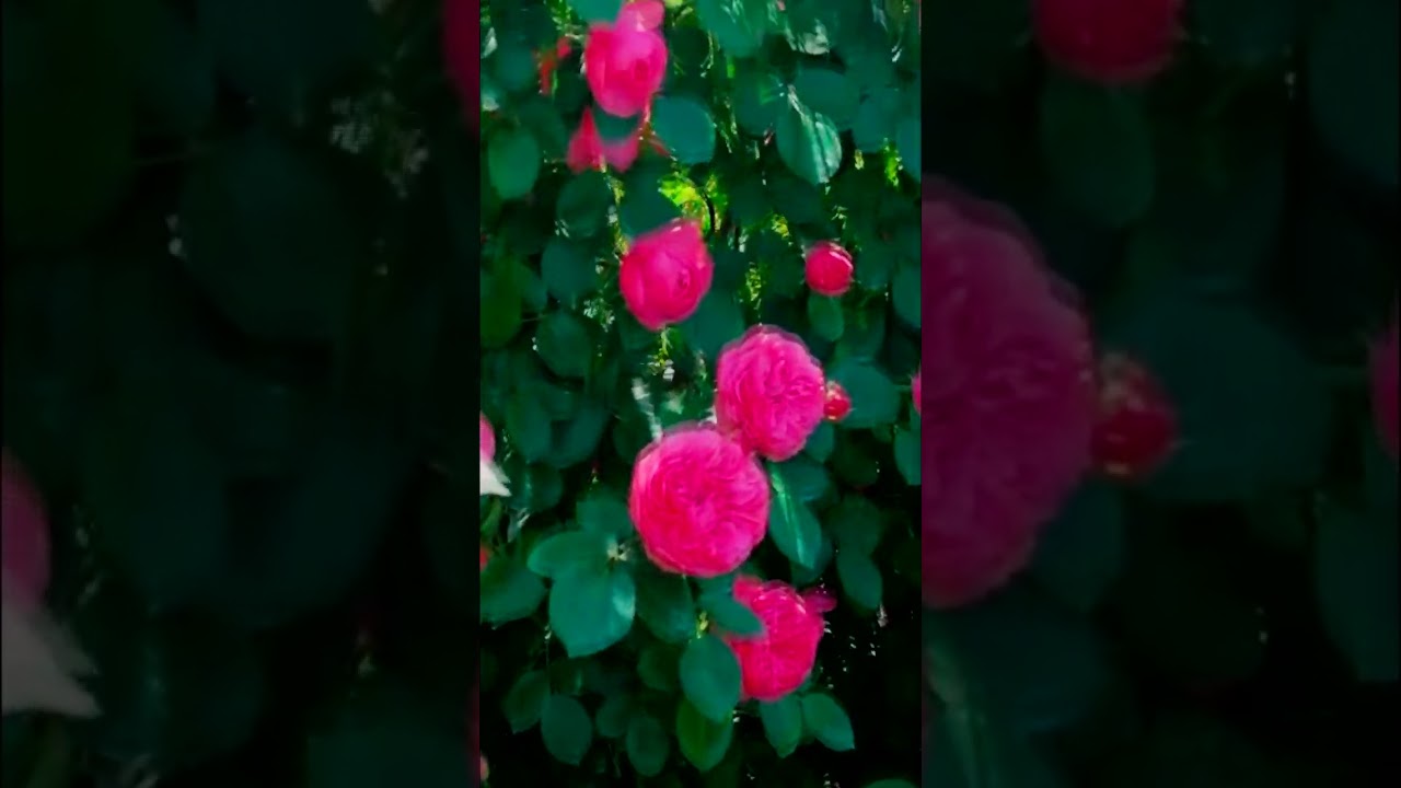 Сорт Леонардо да Винчи Leonardo da Vinci 1