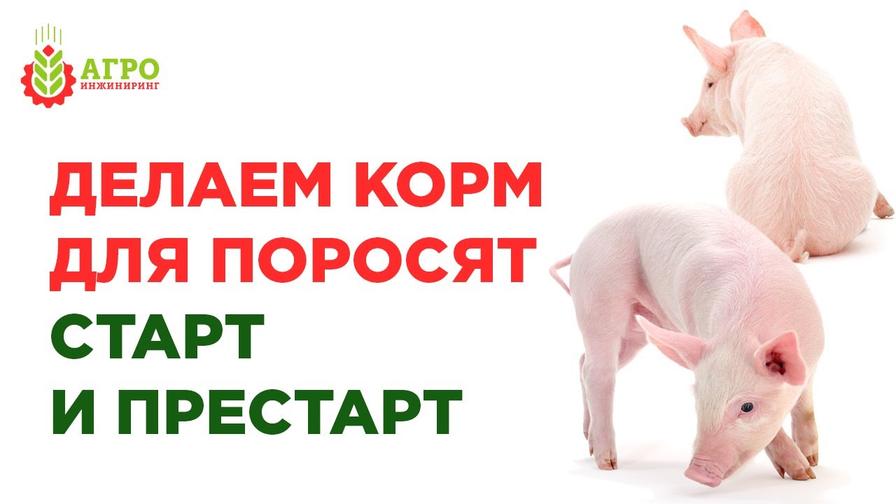 Как сделать самим корм для поросят  старт и престарт до отъема от самки и после.