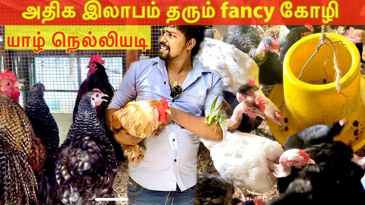 முட்டை 500 ரூபாய் ! பான்சி கோழி வளர்ப்பு  | facny chicken Jaffna  youtubers | Tamil  Vlog