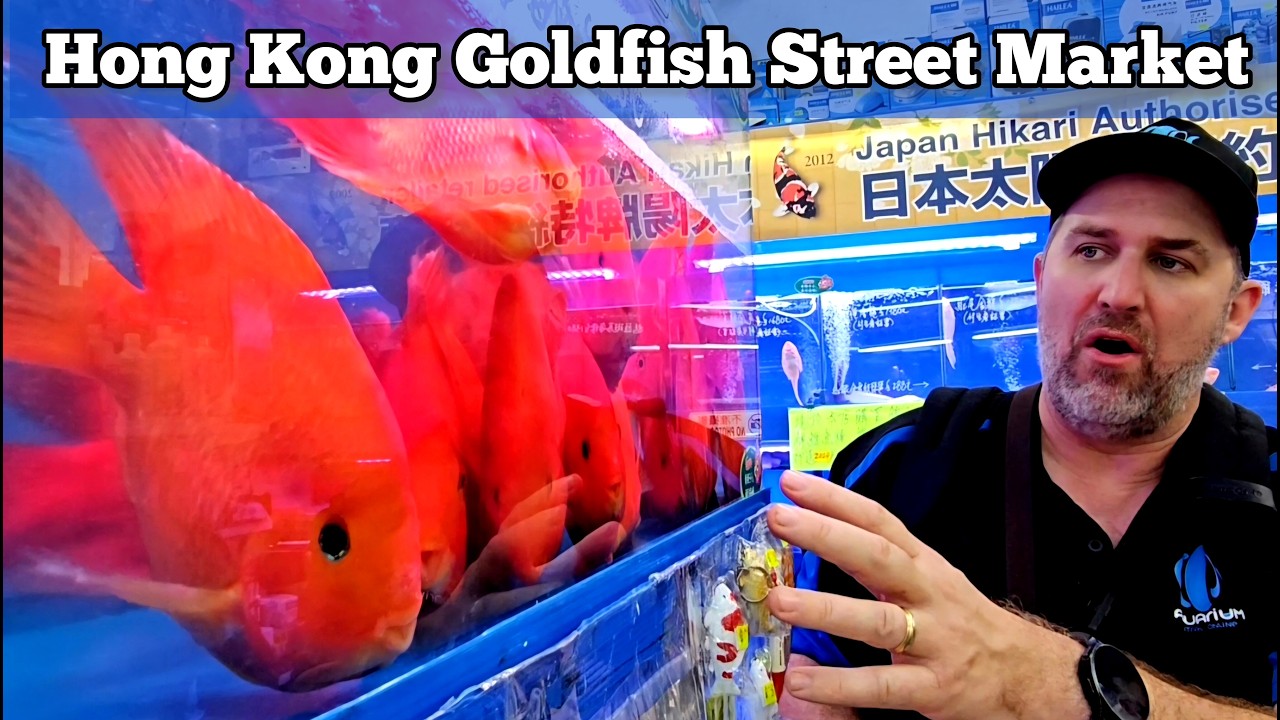 Exploring The AMAZING Goldfish Street Markets In Hong Kong!
