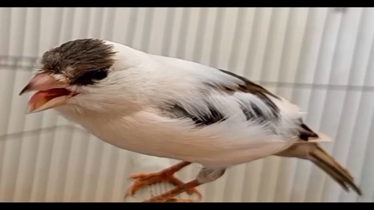 yellow canary singing