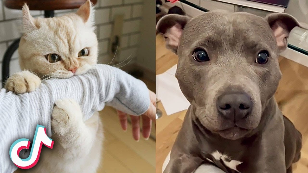 Try Not To Cry TikTok Pet Compilation #8