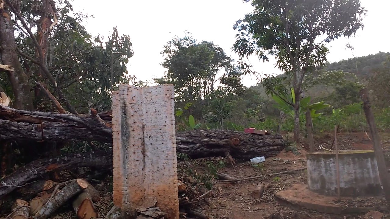 Sistema Agroflorestal Sintrópico, Projeto Riqueza do Cerrado com a JK AgroSustentável e o Nepeas/UnB