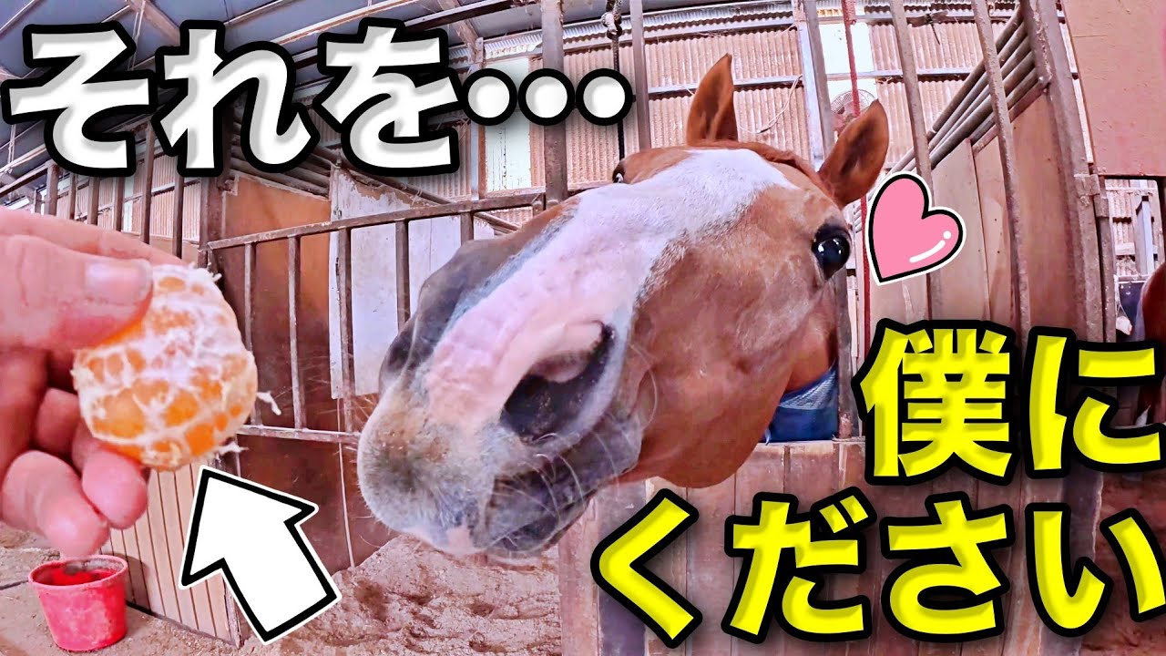 可愛すぎるだろ…。大好物のミカンを目の前にした時の引退競走馬の反応がこちらです。【ツルマルボーイ様のシモベ】