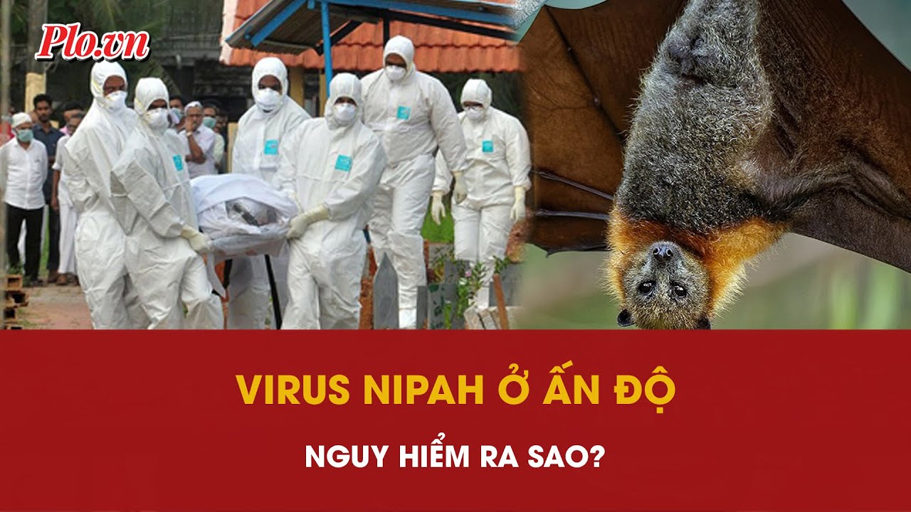 Dịch bệnh bùng phát do virus Nipah ở Ấn Độ: Nguy hiểm ra sao? | PLO
