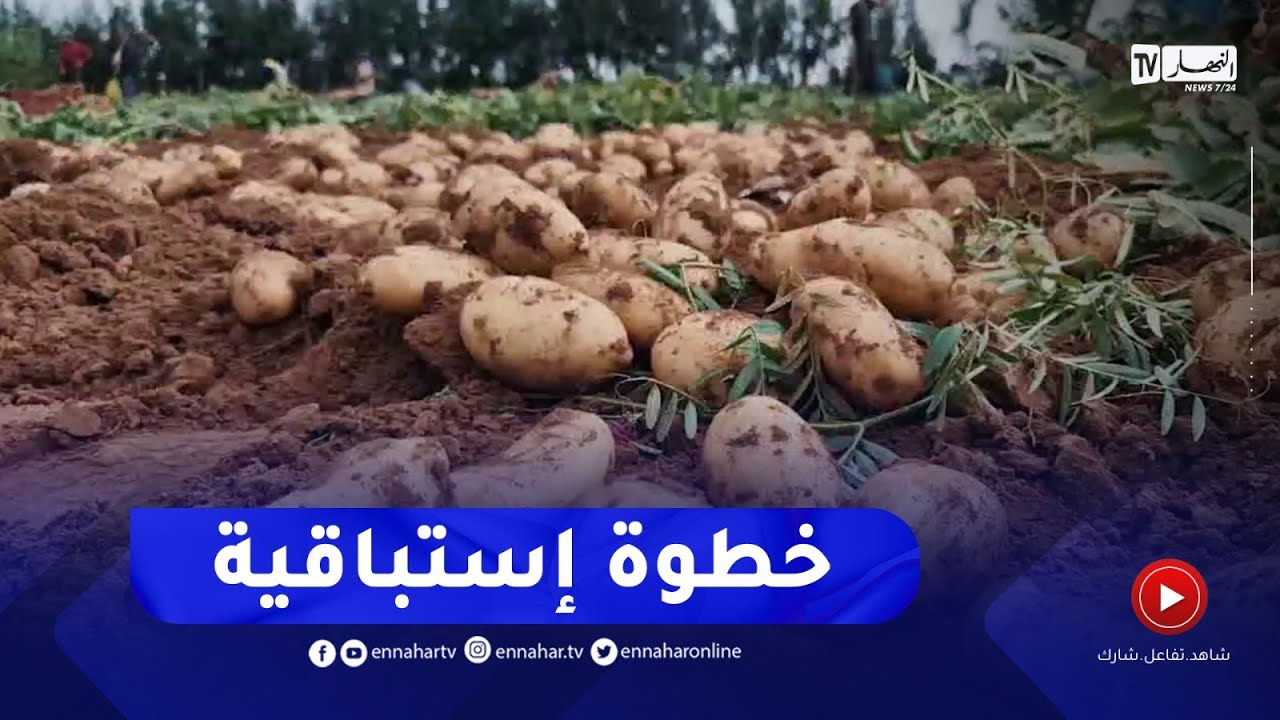 مستغانم :  إنطلاق عملية الجني المبكر لمادة البطاطا تحسبا لشهر رمضان
