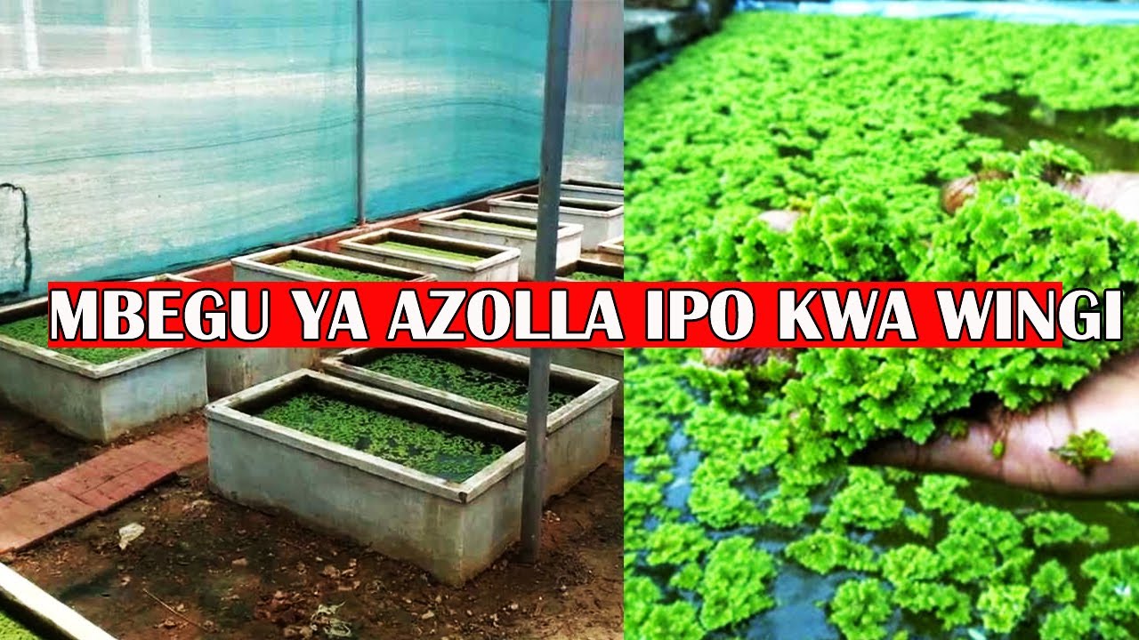 Kilimo cha Azolla Tanzania |Punguza gharama ya malisho ya mifugo tumia AZOLLA|