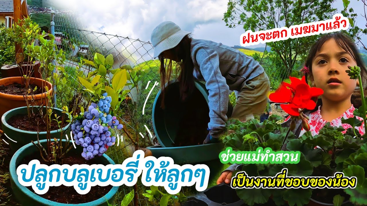 ปลูกผักและดอกไม้ที่สวน Picnic กินข้าวป่า เมฆตั้งเค้าฝนกำลังจะตก กลับจากสวน ปลูกบลูเบอรี่ที่บ้าน