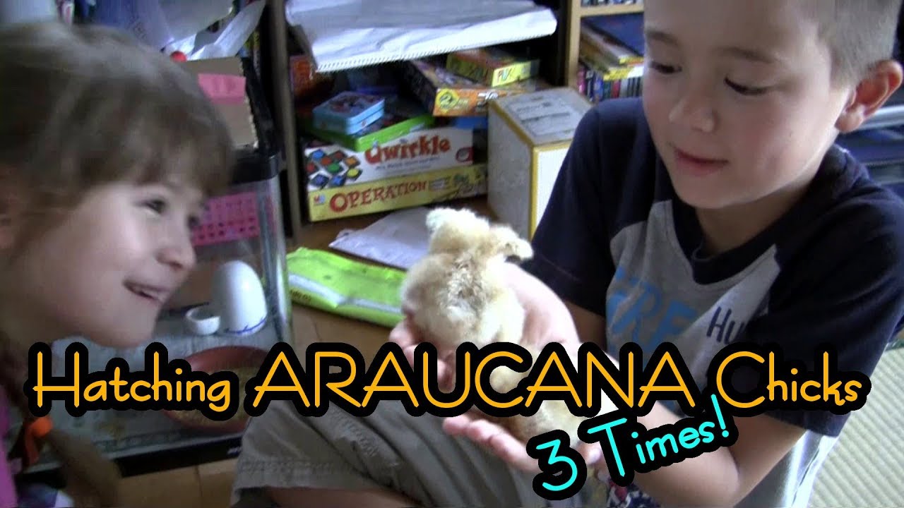 Hatching Araucana Chicks Three Times