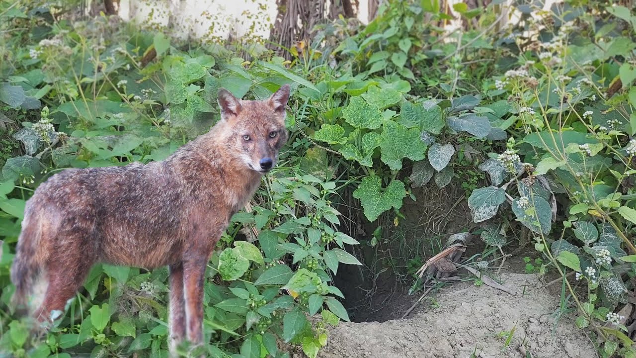 দিনের বেলা শিয়ালরা কোথায় থাকে ? শিয়ালের বাসা কোথায় ?