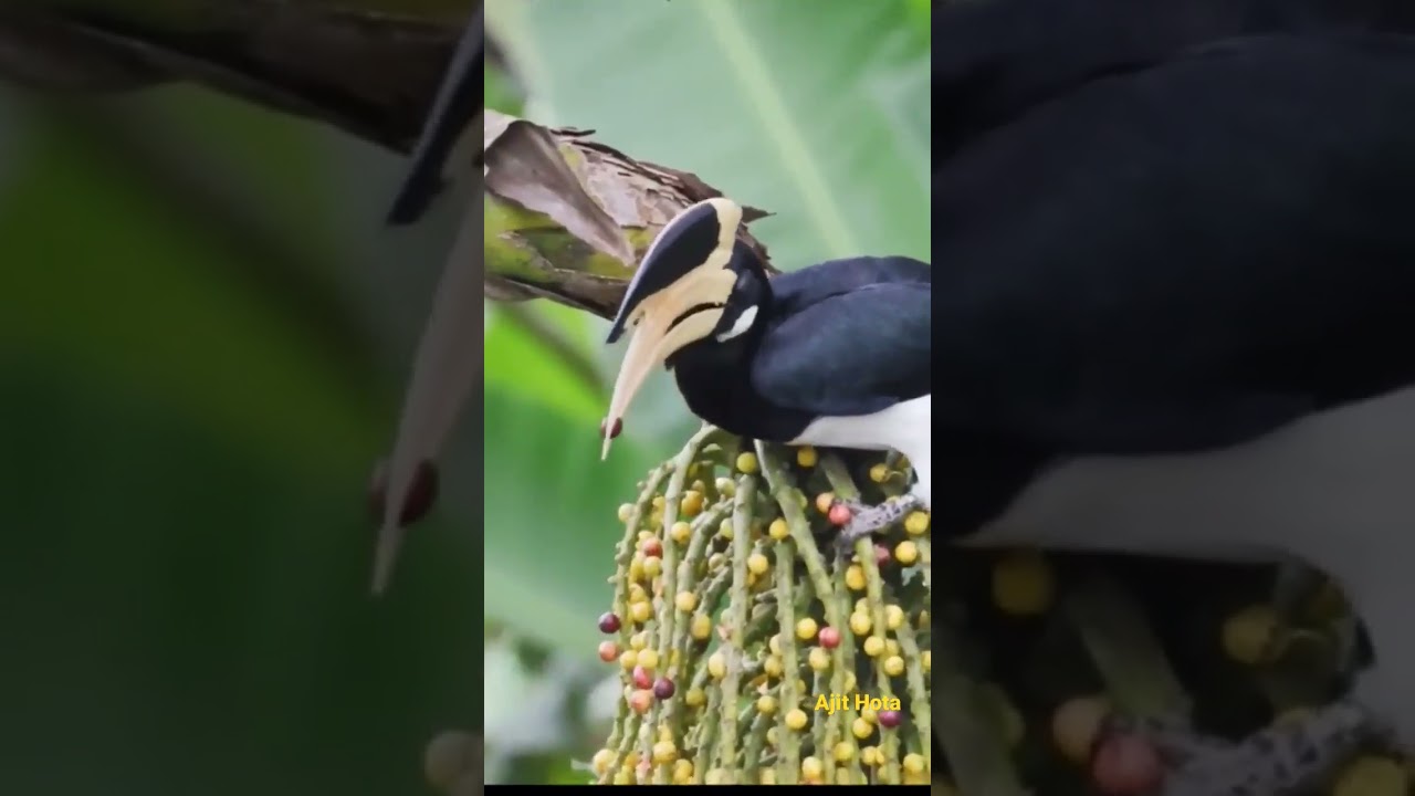Malabar Pied Hornbill Toss #AjitHota #TrulyWild #hornbill #rare #trending #wild #viral Subscribe now