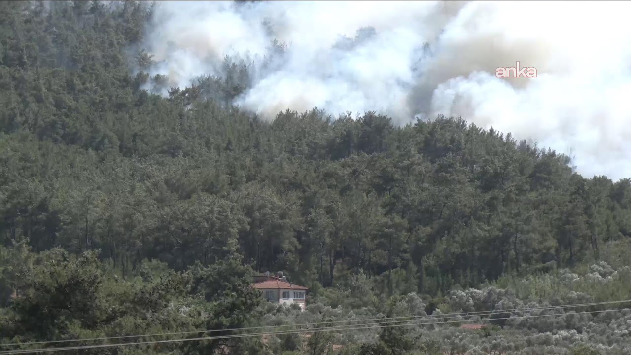 İzmir'in Seferihisar ilçesinde orman yangını #Canlı