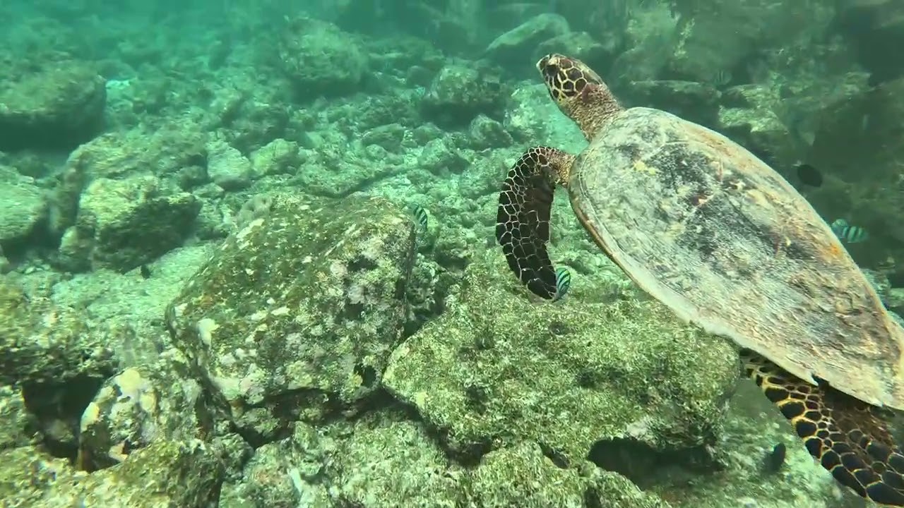 Turtle time Bandos 2024