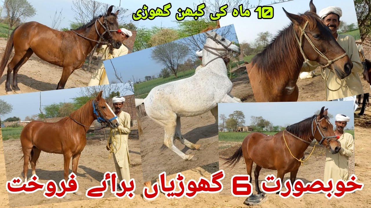 Sale sale sale|Horses for sale in Jhang