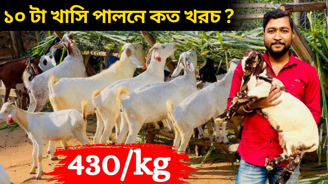 ১০ টা খাসি পালনে কত খরচ ? খাসির ছাগল মাত্র ৪৩০ টাকা কেজি।