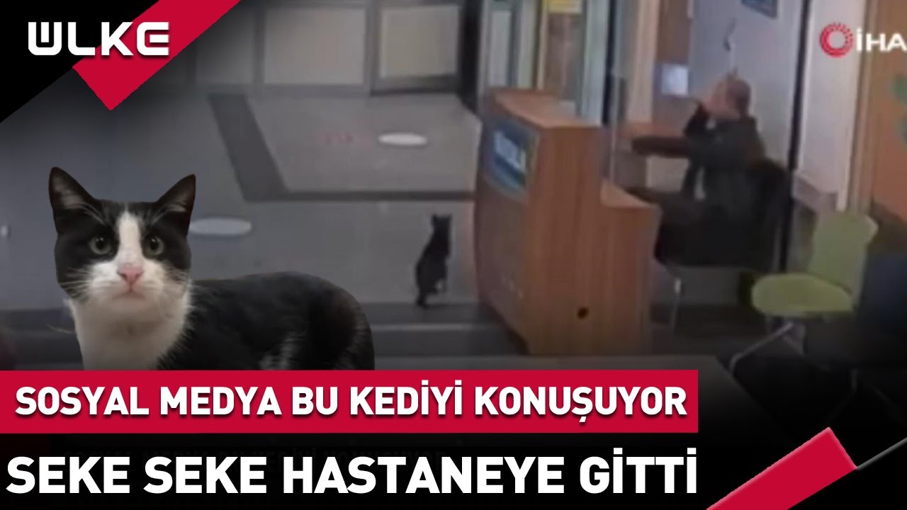 Sosyal Medya Bu Kediyi Konuşuyor! Seke Seke Hastaneye Gitti