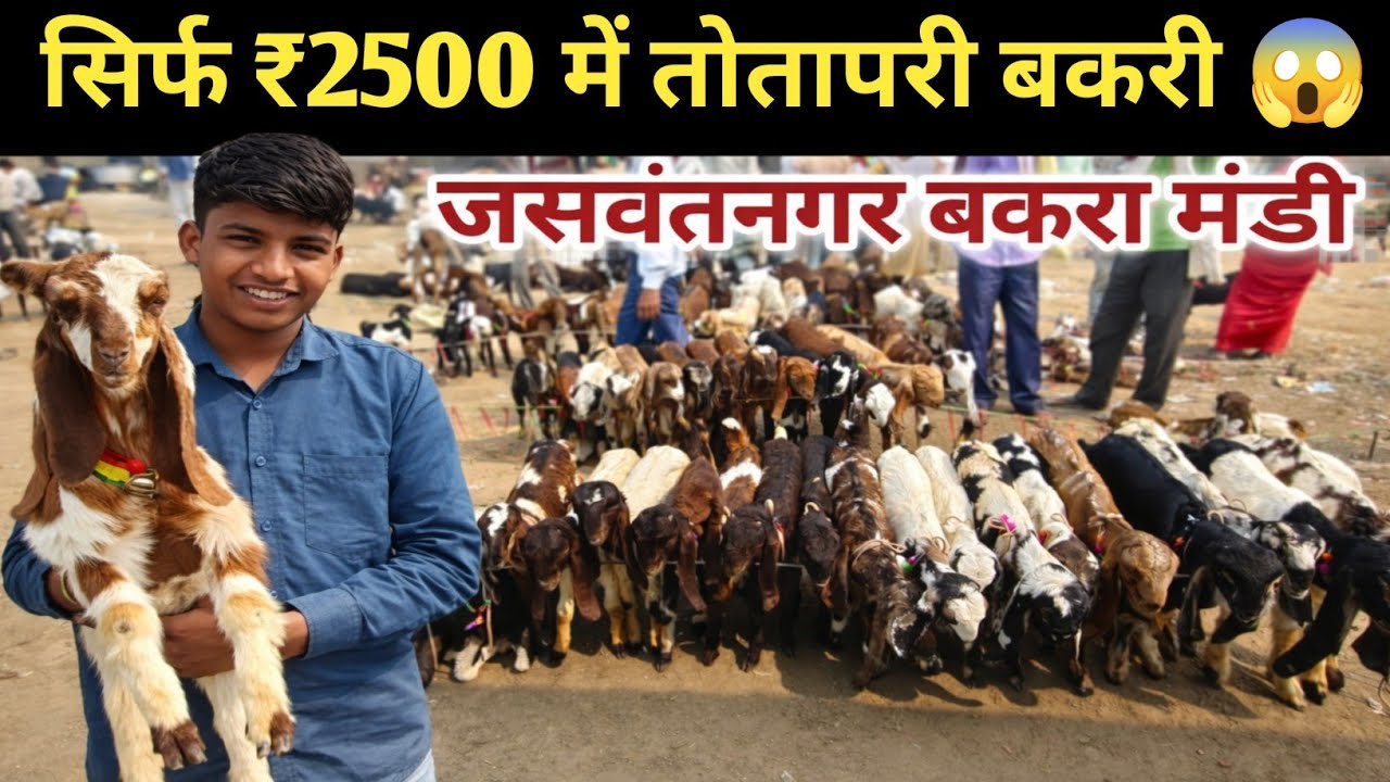 🔥 जसवंतनगर बकरा मंडी में मची लूटमार! इतनी सस्ती बकरी देखकर उड़ जाएंगे होश 😱🐐