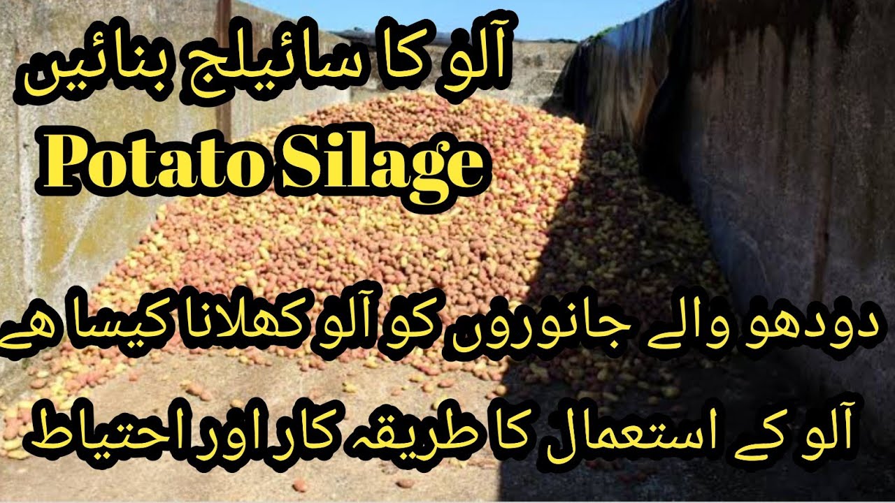Potato silage II Potato use in dairy animals II potato khilany Ka tareeqa II Potatoes feeding in cow