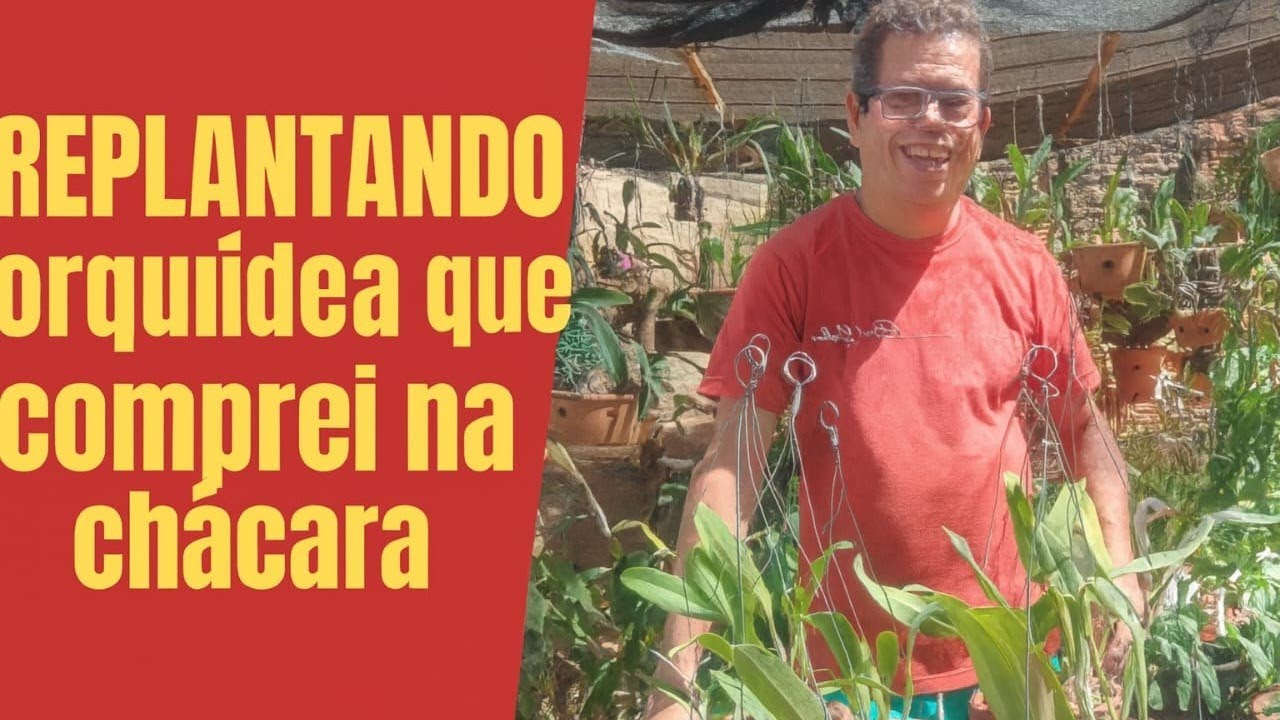 Replantando orquídea que comprei na chácara 😀