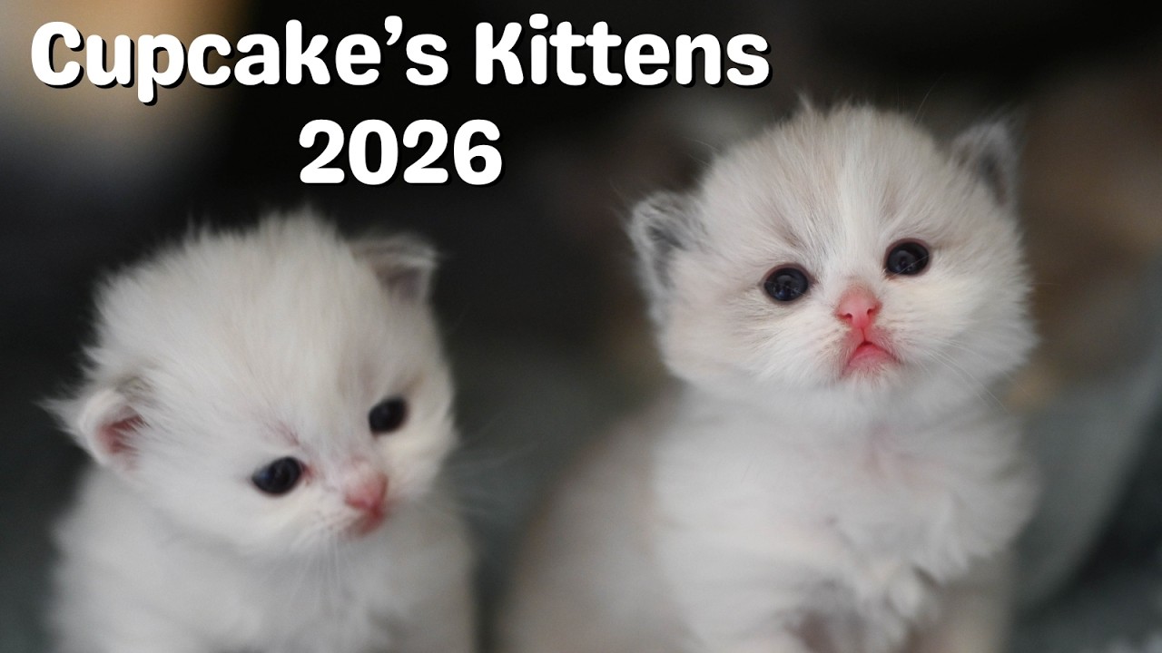 Mother Ragdoll Cat with Kittens Growing Up | Cute Meows