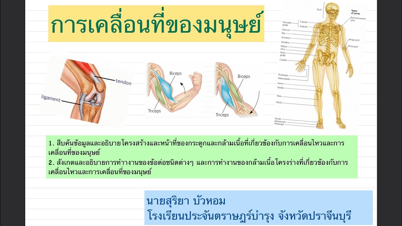 M6/1 การเคลื่อนที่ของมนุษย์