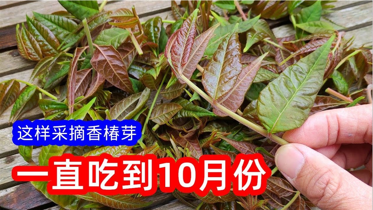 如何采摘香椿芽，一直可以吃到10月份，木质化枝条千万不要整个掰下来