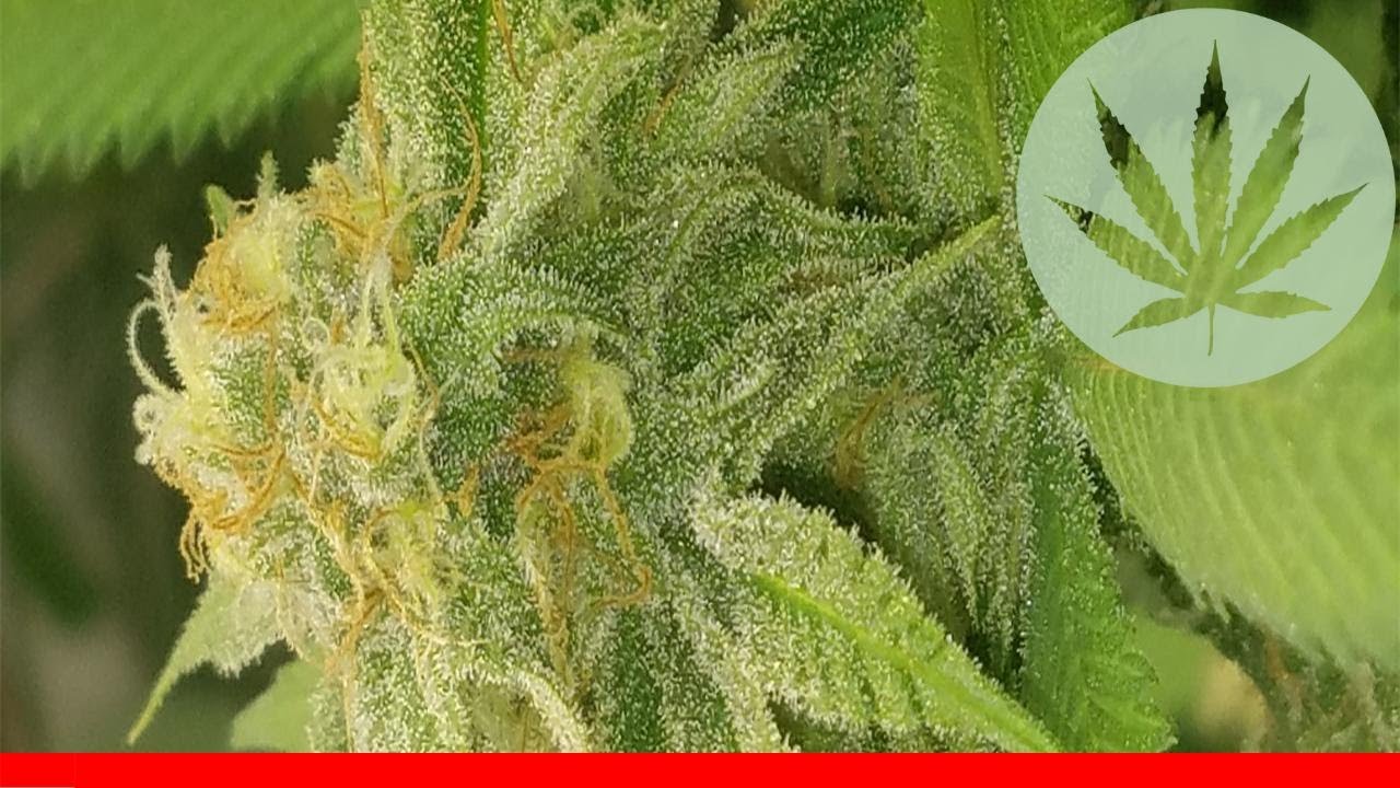 Qrazy Train - All About This Strain