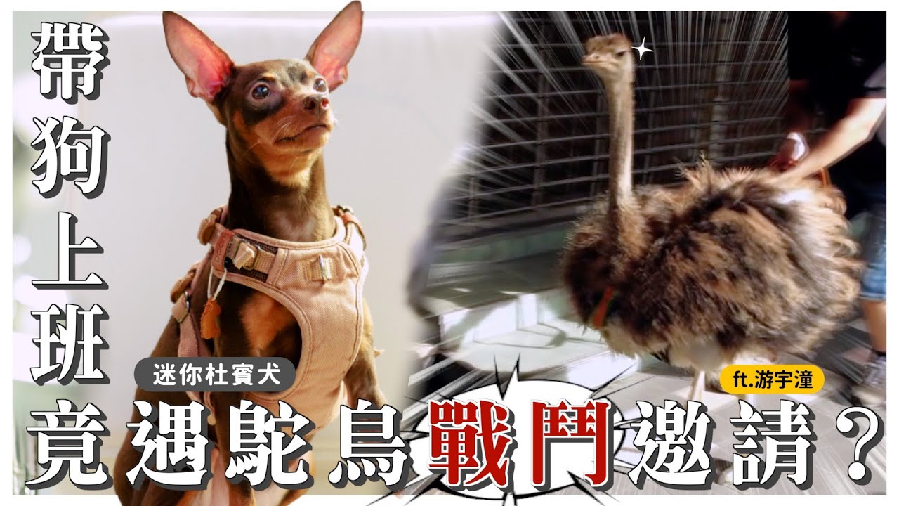 迷你杜賓不是杜賓？帶狗上班，這事很重要！ft 游宇潼 @eileenyoyoyo ｜熊爸估狗