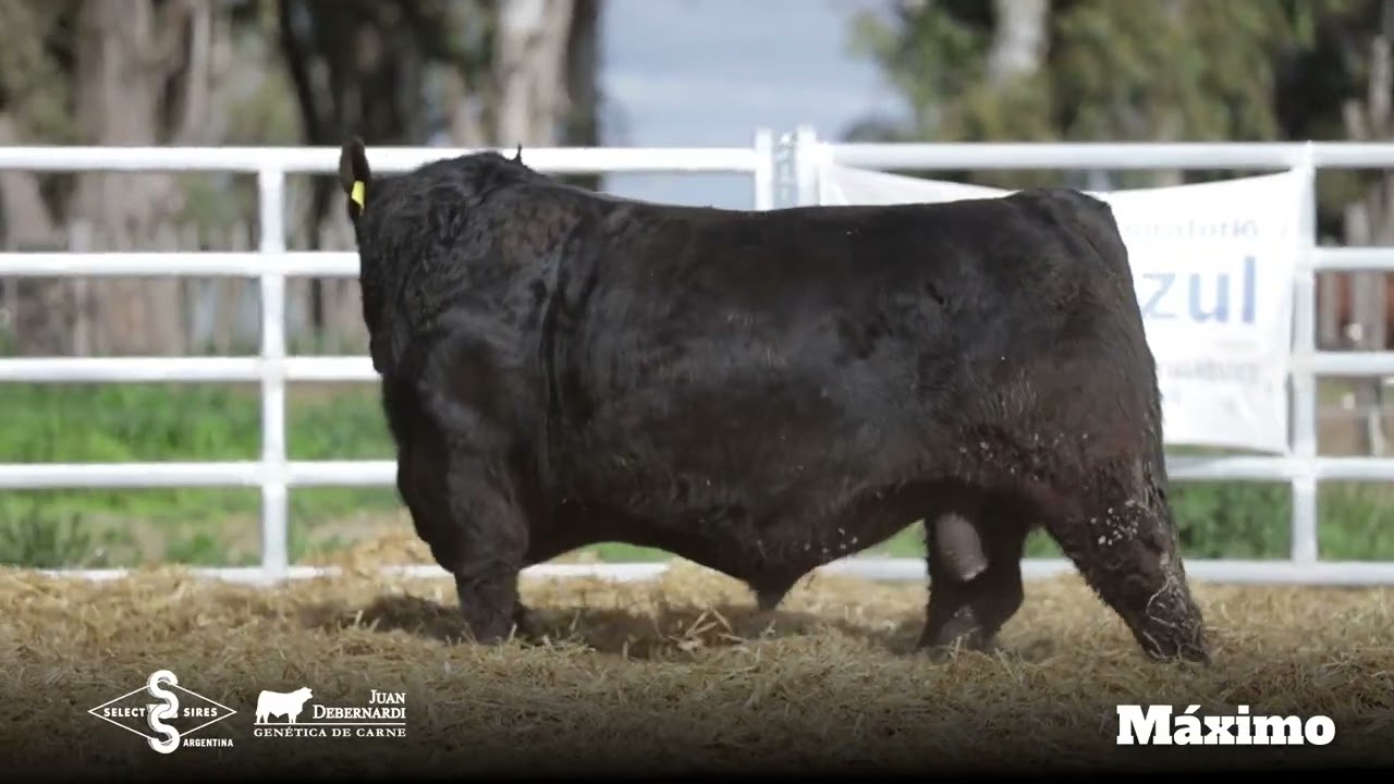 Máximo - Angus Negro