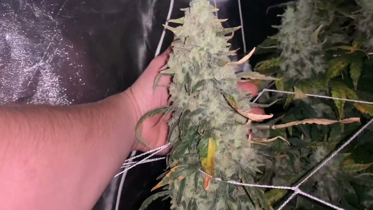 Harvest day!! LSD/Critical Mass (and Green Crack/ChemDawg set up)