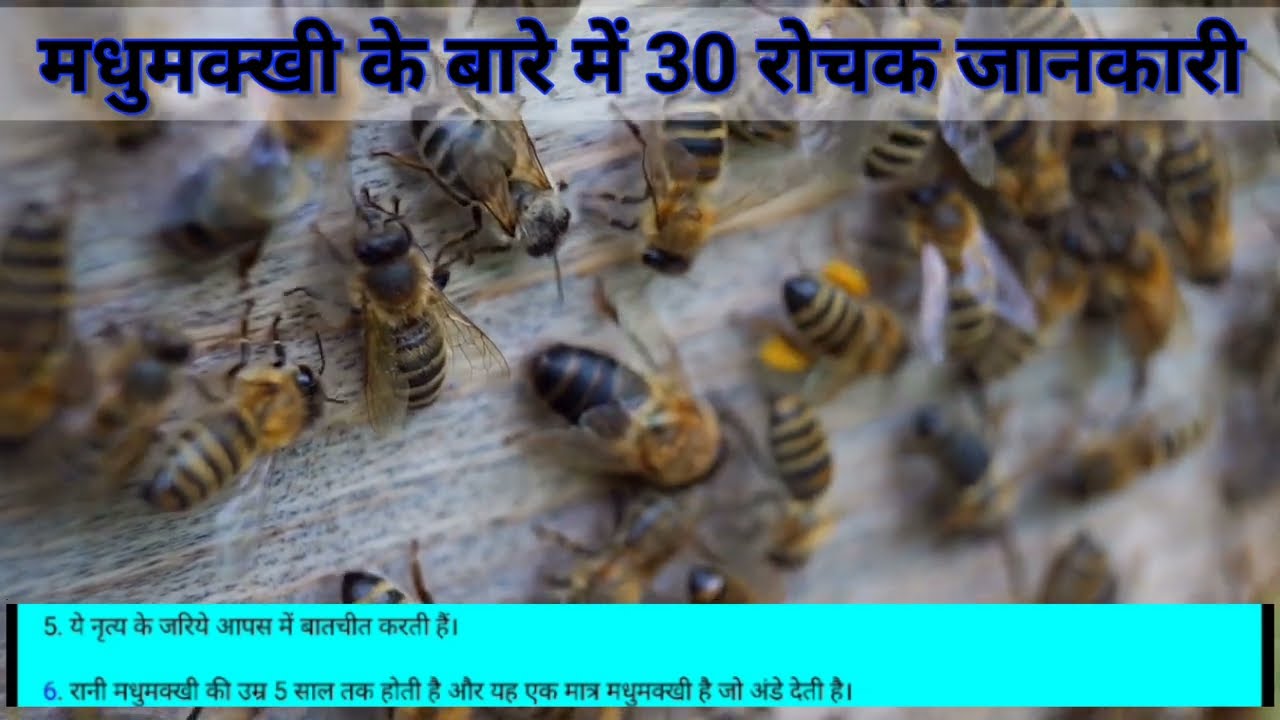 मधुमक्खी के बारे में 30 रोचक जानकारी | Facts about honey bee | #factsinhindi #honeybee #facts