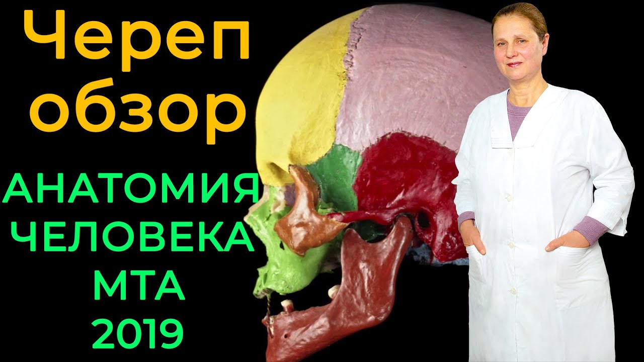 Череп обзор (череп в целом)💀 | Анатомия человека [2019]✅