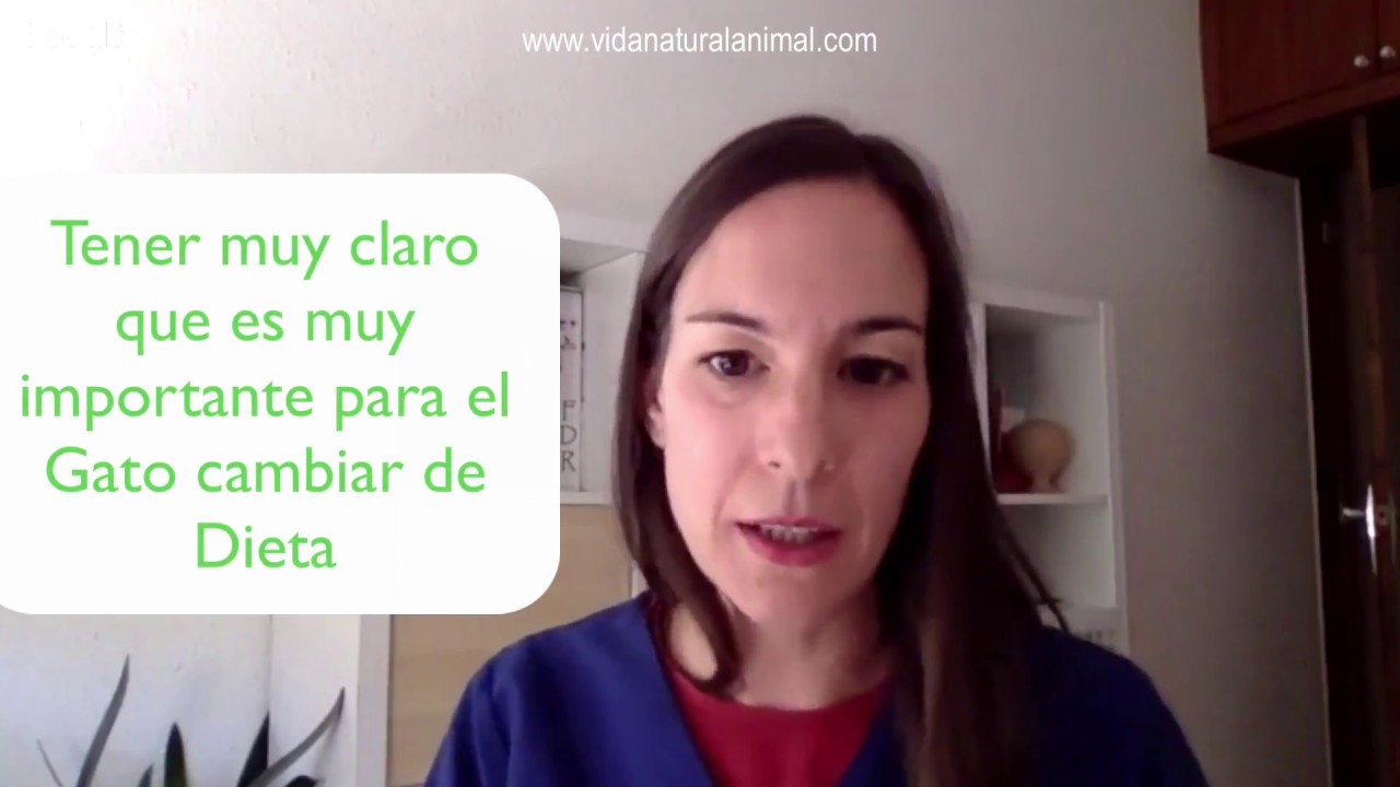 Gatos: &iquest;alimentaci&oacute;n natural o pienso industrial?