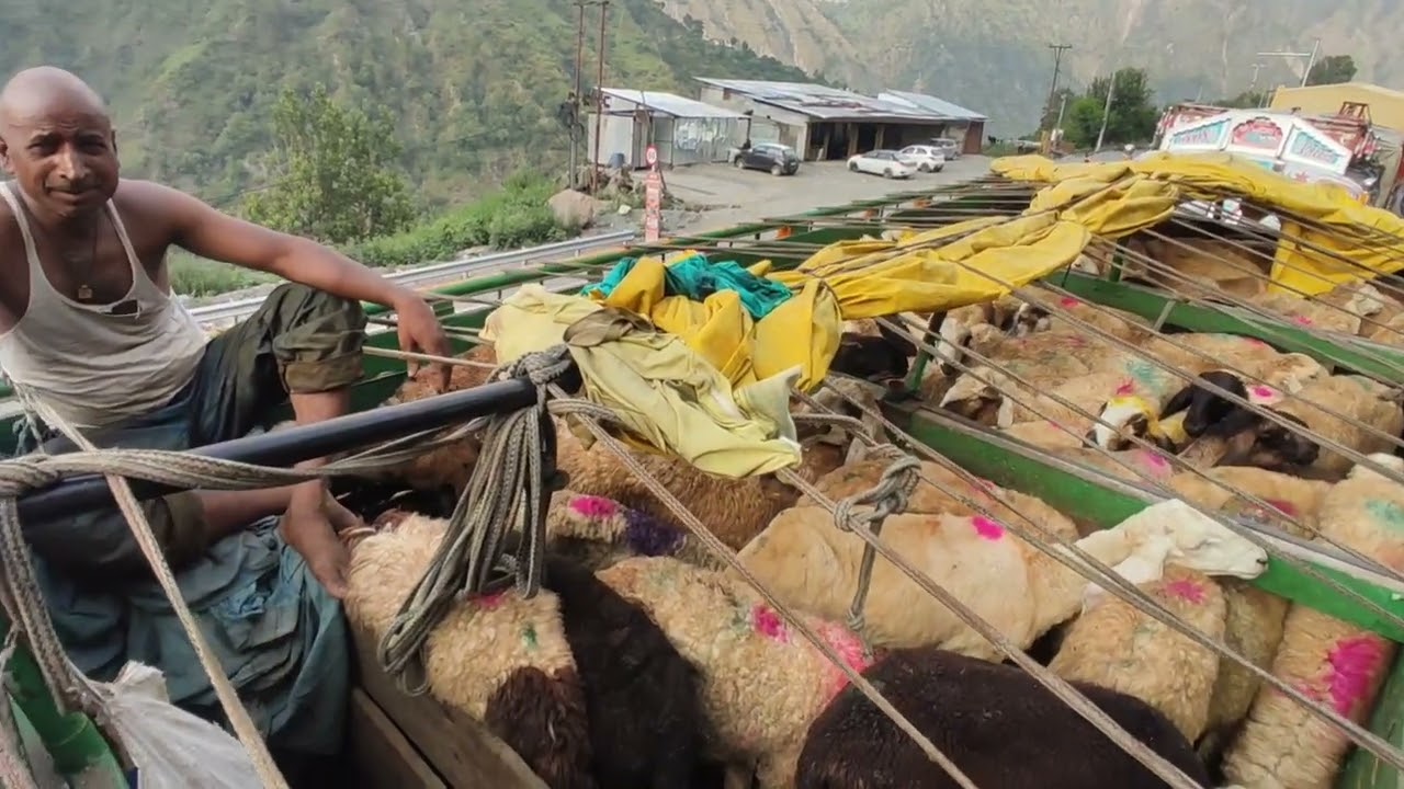 #Delhi to #Srinagar gadi Mein #load Bakra 🐏🐏🐏 Truck #life vlogs #kupwara express