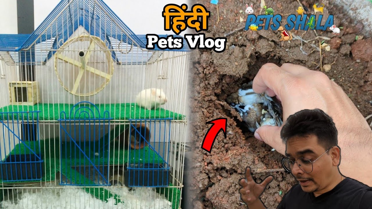 Mere hamster and unka cage🐭🐹😍 | Pets Vlog Hindi 