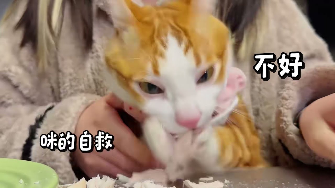 不会还有小猫咪没吃过金故吧😆