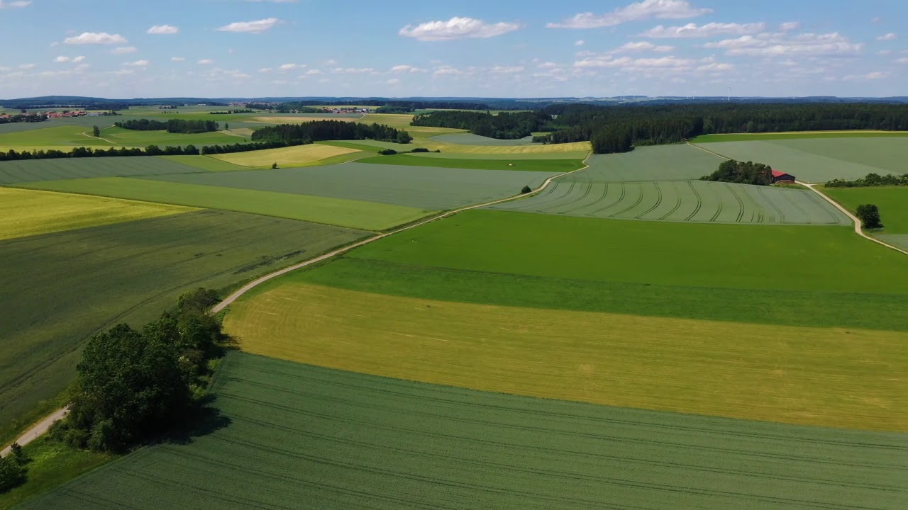 Wolfsbuch