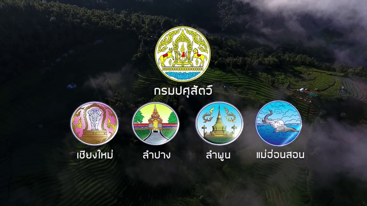 ส่งเสริม ไก่ประดู่หางดำเชียงใหม่ ในภาคเหนือ โดย กรมปศุสัตว์ และ กลุ่มจังหวัดภาคเหนือตอนบน 1