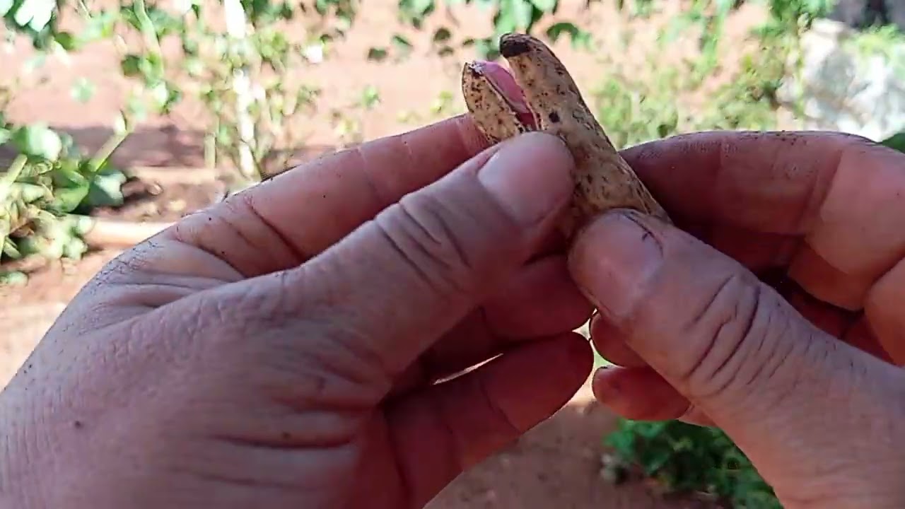 Chegou o dia da colheita de amendoim 🥜 maravilha 😃