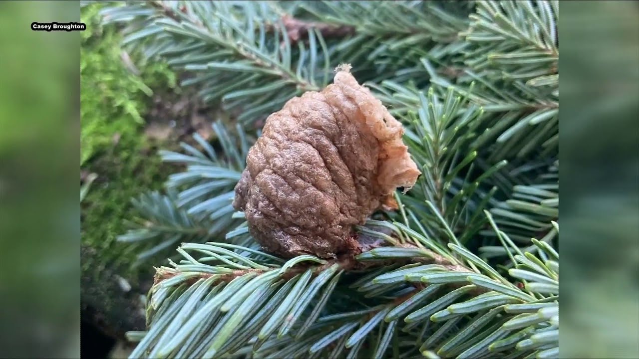 Preying mantis egg sacs in Christmas trees