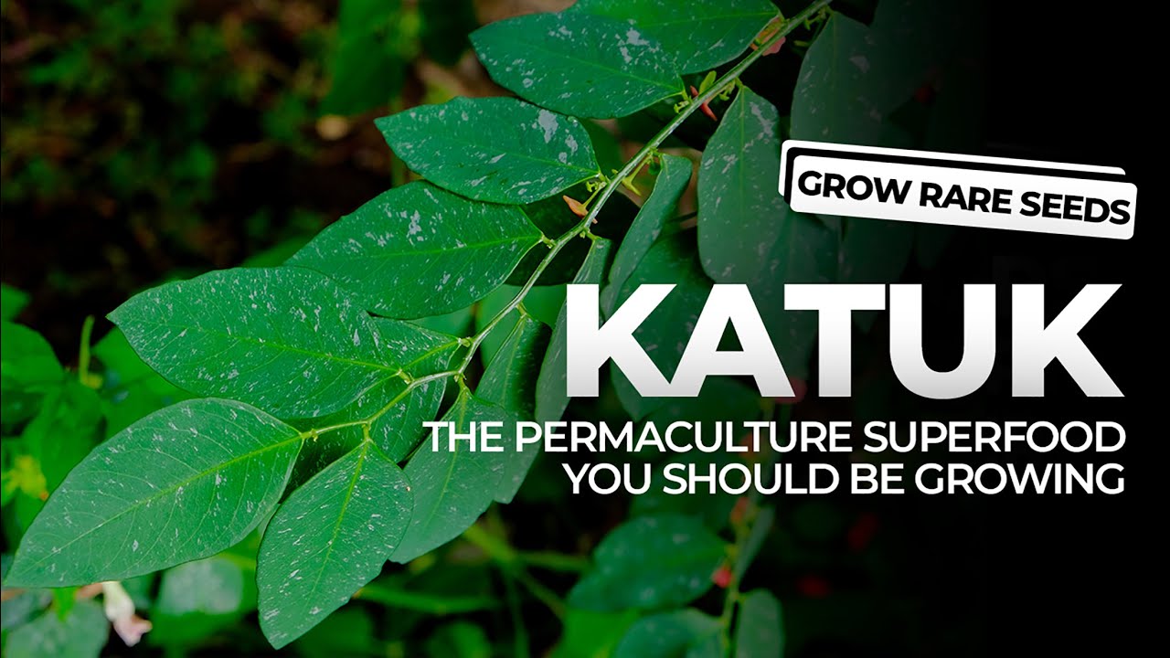GROW RARE SEEDS | Katuk: The Permaculture Superfood You Should Be Growing