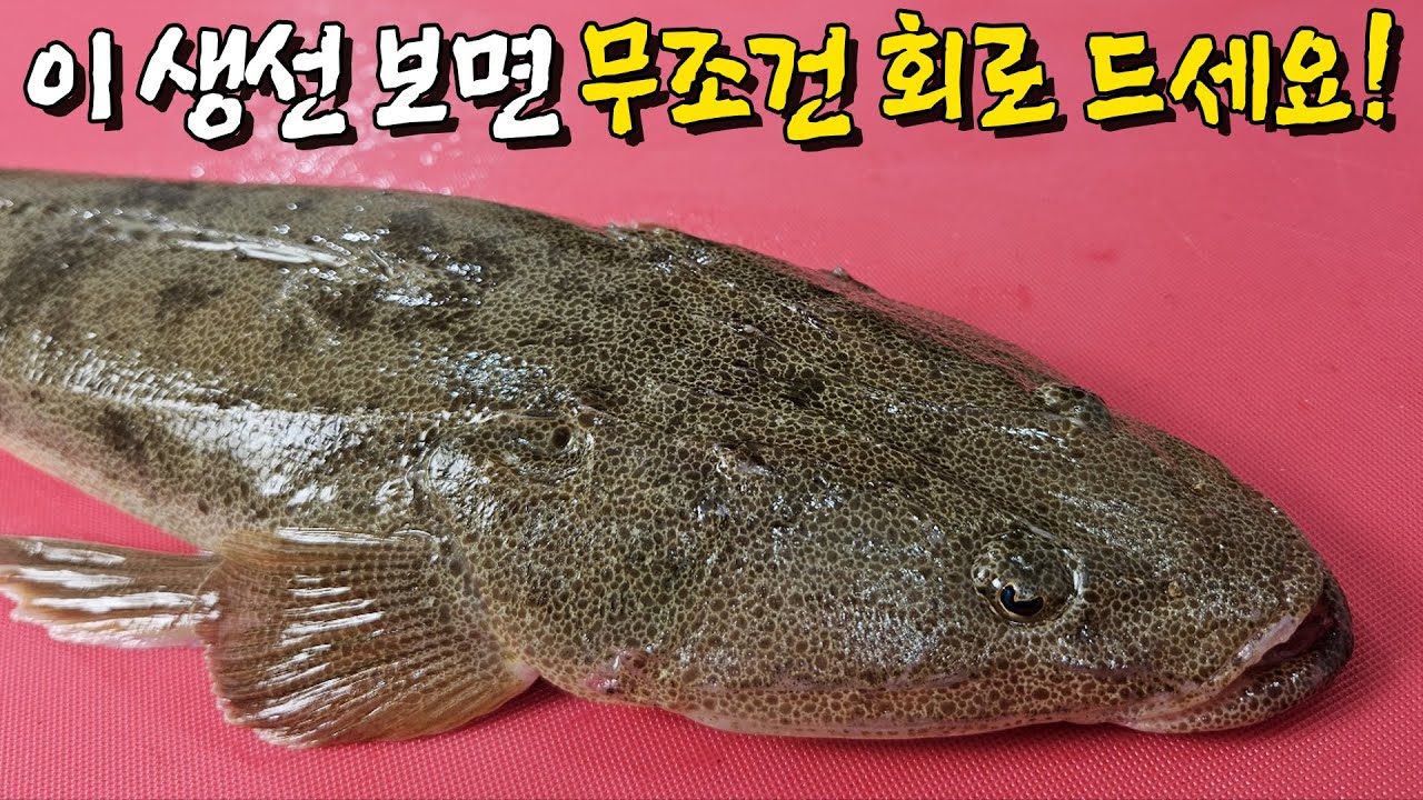 악어를 닮은 이 생선! 회 떠보니 돌돔은 집에 가라 하네요!