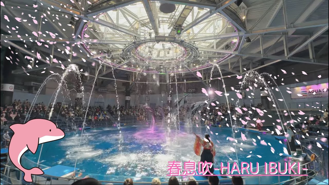 【完全版】マクセルアクアパーク品川 ドルフィンパフォーマンス（イルカショー）　デイVer.「春息吹-HARU IBUKI-」【4K】