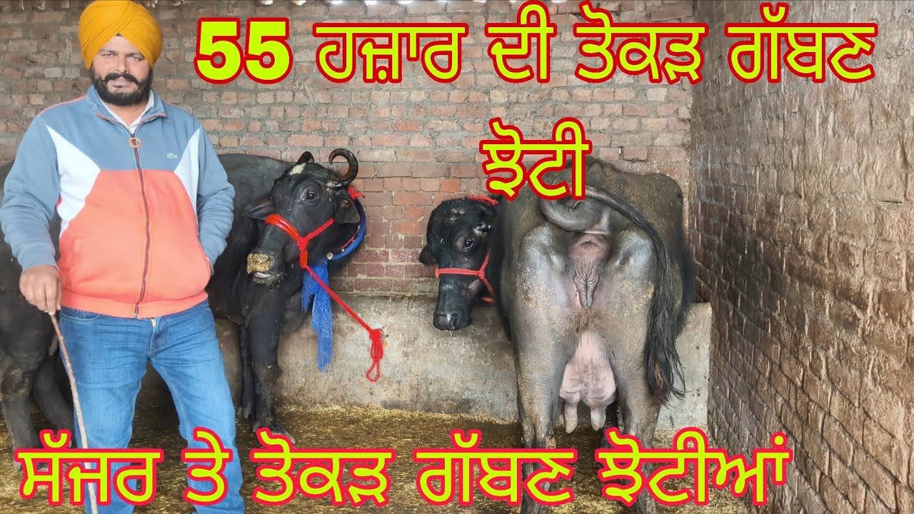 4 ਝੋਟੀਆਂ ਤੋਕੜਾ ਗੱਬਣਾ ਫੋਨ ਨੰਬਰ 90417=96783#subscribemychannel 
