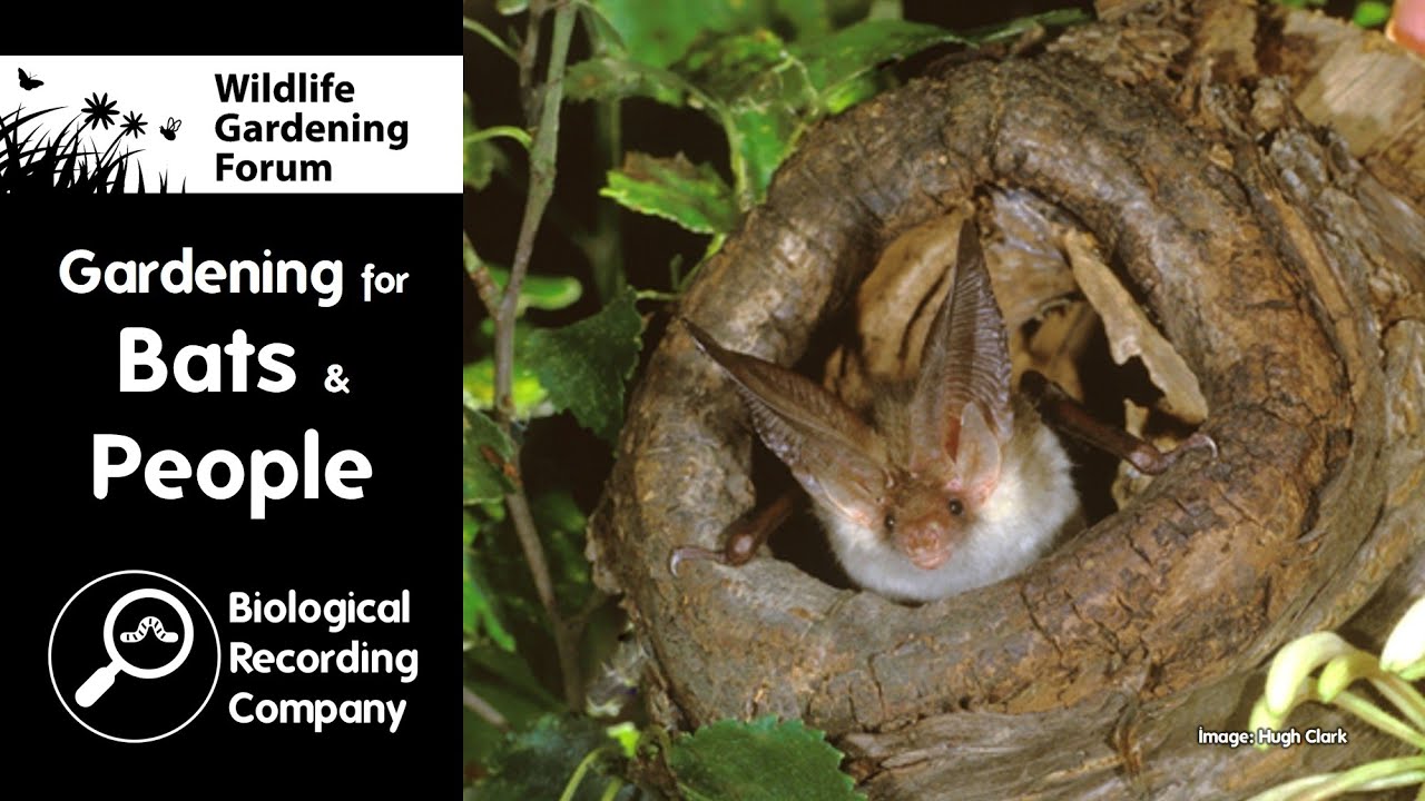 Gardening for Bats and People