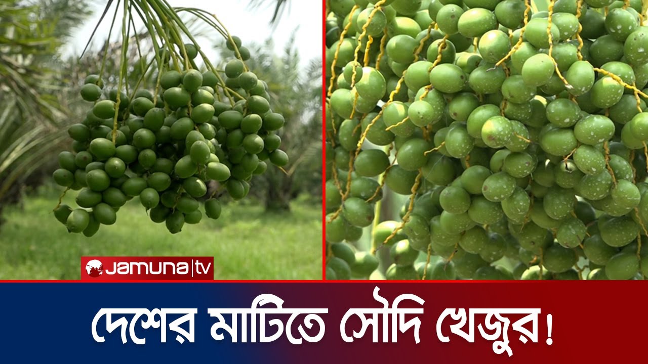 বাংলার মাটিতে মরুভূমির খেজুর! তাক লাগালেন ২ কৃষি উদ্যোক্তা | Date