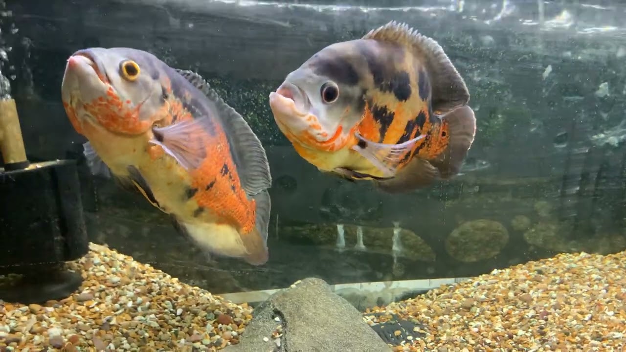 Feeding 5 out of 6 Aquariums 