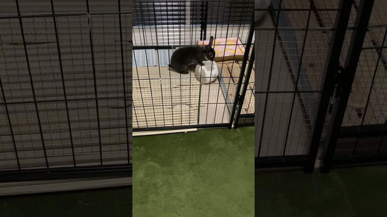 Netherland Dwarf rabbitのまるちゃん