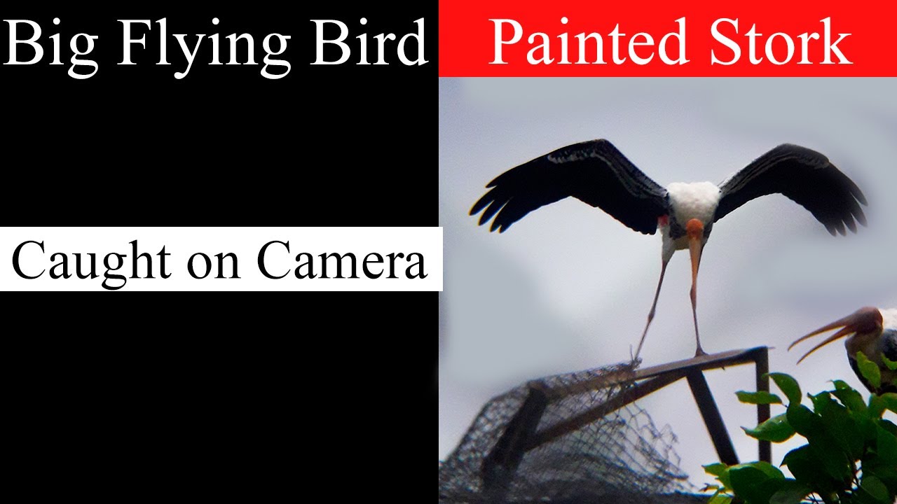 Painted Stork Flying 😍