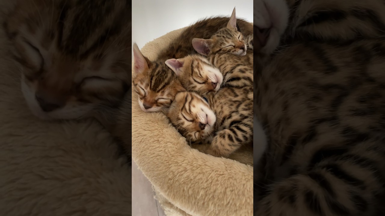 Patata dans la tour de contr&ocirc;le #kitten #bengalkitten #chatonbengal
